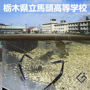 栃木県馬頭高等学校水産科にオニテナガエビ（稚エビ）を水産科教材として無償提供しています。